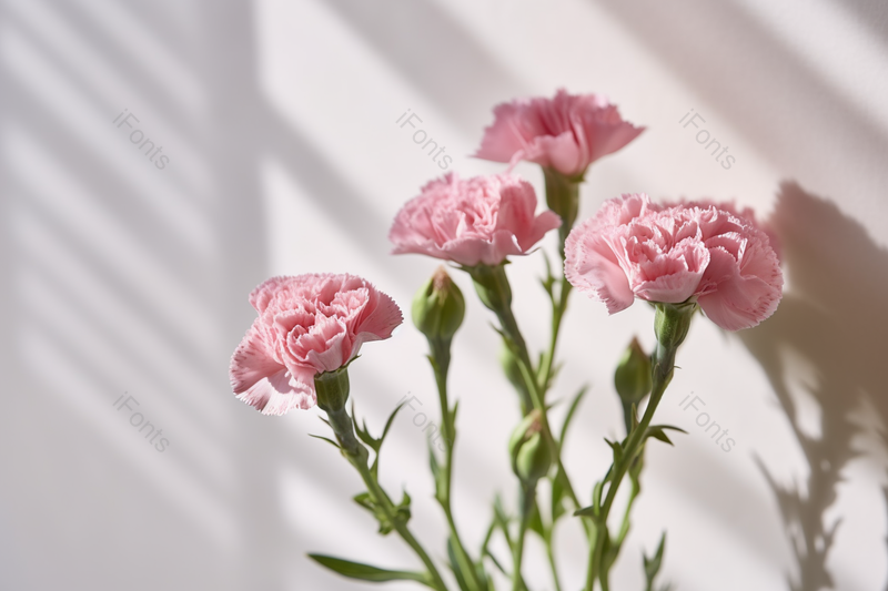 光影背景鲜花美丽的康乃馨特写实拍摄影图,高清,摄影图,摄影图片,图片大全,摄影图免费下载